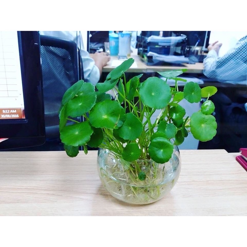 Cây Cỏ đồng tiền trồng thủy sinh(cụm 20 cây)