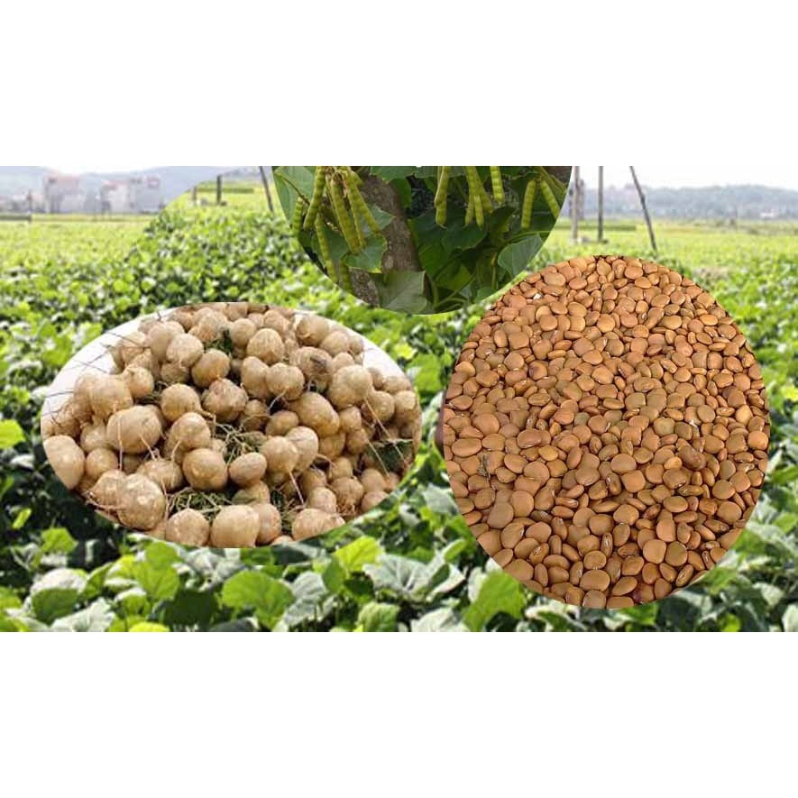 [GIÁ GỐC] Hạt giống củ đậu cao sản - 40 hạt