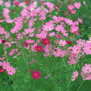 Hạt Giống Hoa Sao Nhái Mix