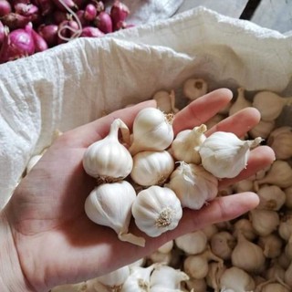 Tỏi lý sơn chính hiệu 100%