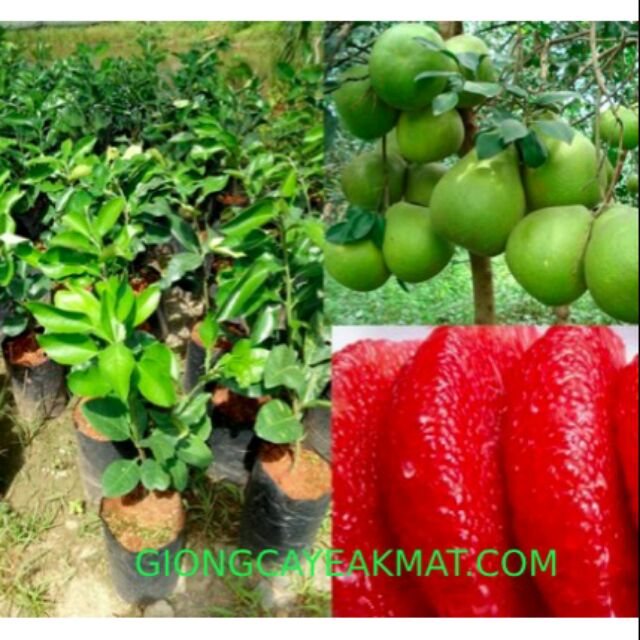 Cây giống Bưởi Ruby