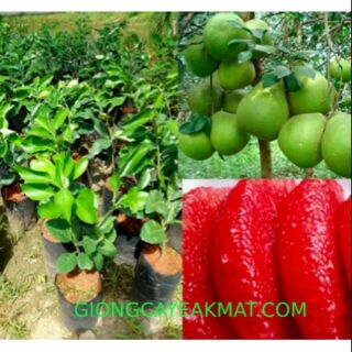 Cây giống Bưởi Ruby