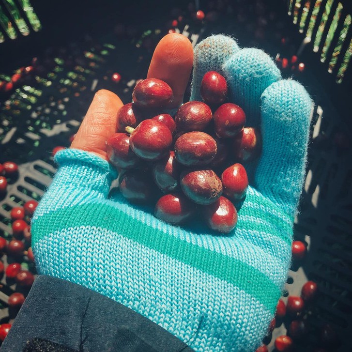Coffee phin giấy arabica nguyên chất rang xay EARLY MORNING, cà phê phin túi lọc túi 10 gói | BigBuy360 - bigbuy360.vn