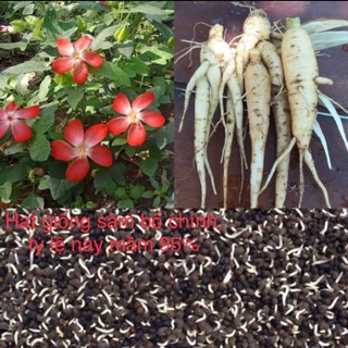 Hạt giống sâm bố chính, tỷ lệ nảy mầm 95%, khoảng 400hạt