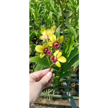 Denro màu vàng tia đứng ngọn sắp hoa