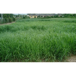 Gói 1KG hạt giống Cỏ Ruzi (Cỏ sả, Chịu giẫm đạp)