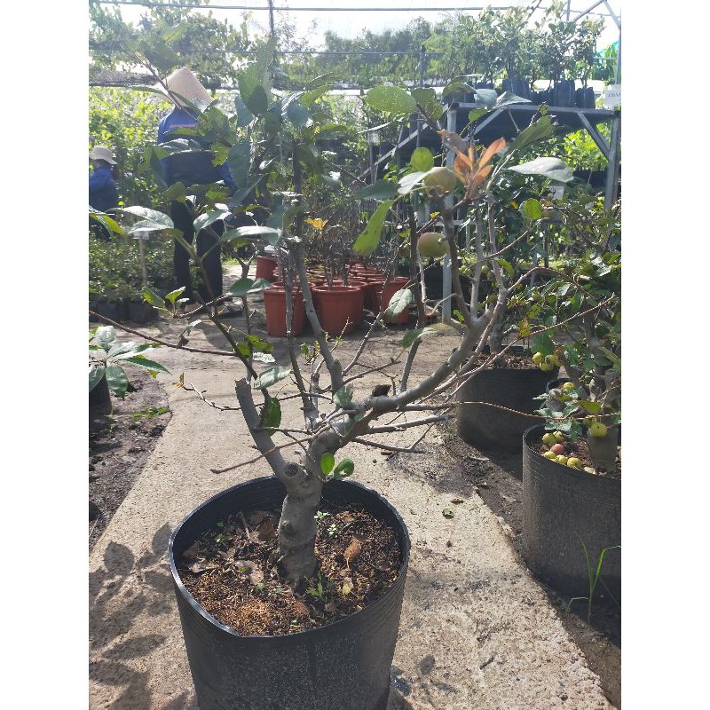 Cây Táo Cherry đã ra trái