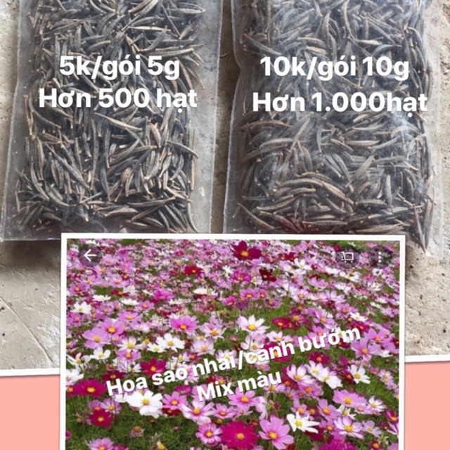 Hạt hoa sao nhái ( cánh bướm) nhiều màu