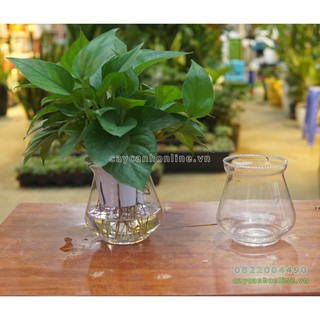 Chậu Thủy Tinh Trồng Cây Thủy Sinh