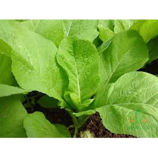 [ Bán chạy ] Hạt giống Cải bẹ Xanh mỡ-20g (tặng kèm 20 hạt Cải Kale Khủng Long)