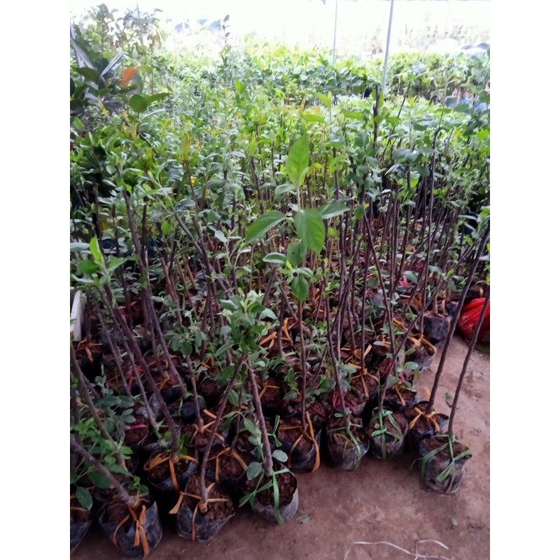 cây giống Táo đỏ
