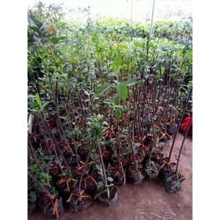 Cây giống Táo đỏ