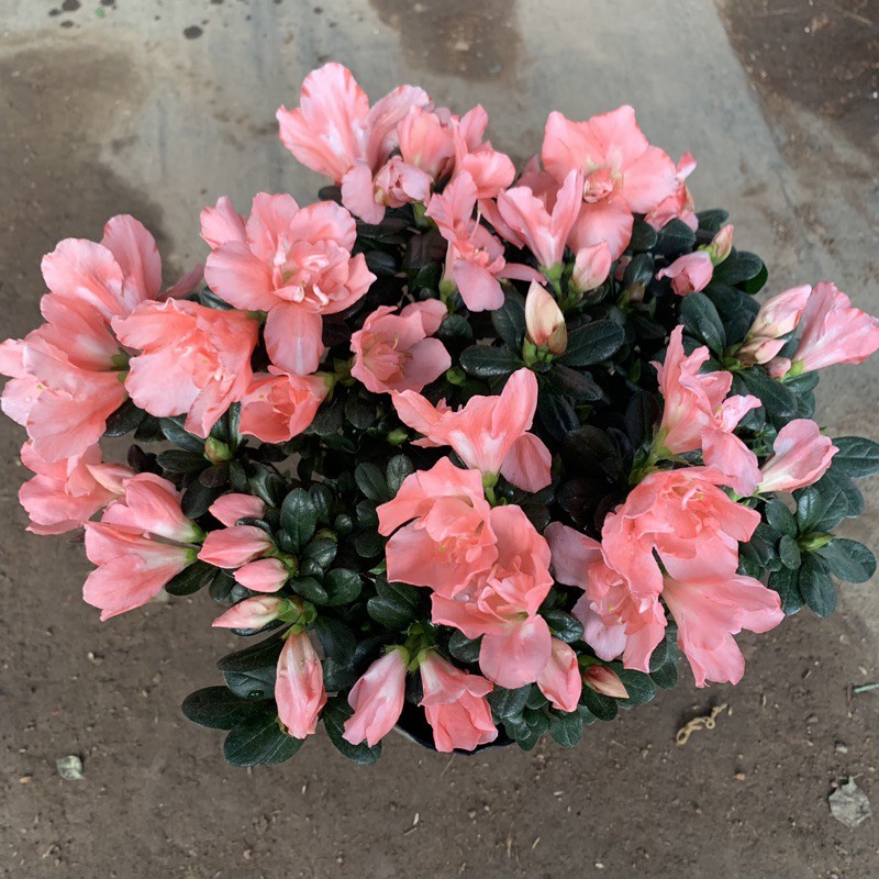 Cây hoa đỗ quyên màu hồng bán kính 30cm, bông hoa to đẹp rực rỡ, nhiều nụ, thích hợp trồng trang trí gia đình, nội thất