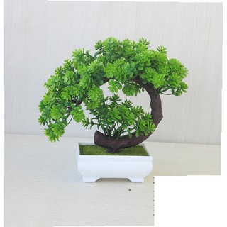 Chậu hoa bonsai để bàn