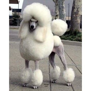 Chó Poodle - Mô hình giấy