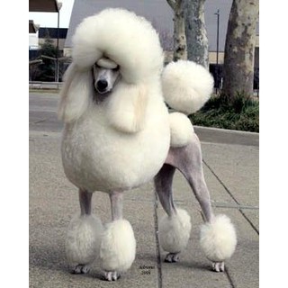 Chó Poodle - Mô hình giấy