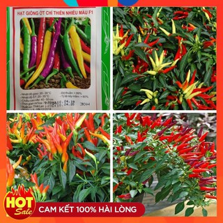Hạt giống ớt chỉ thiên nhiều màu - 30 hạt
