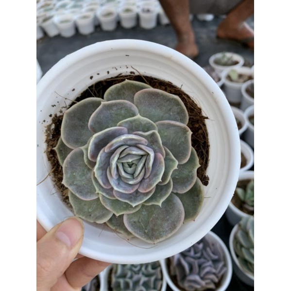 sen đá lola size trung