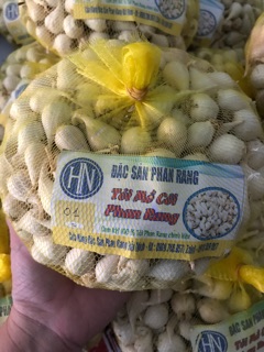 Tỏi mồ côi Phan Rang