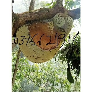 MẬT ONG RỪNG TÂY BẮC (CAM KẾT MẬT CHUẨN RỪNG TỰ NHIÊN 100%)