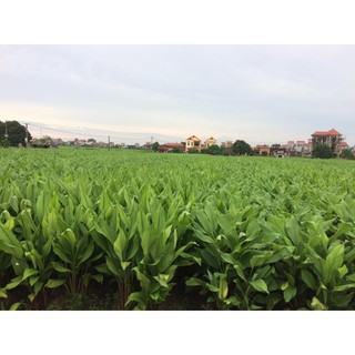 Tinh bột nghệ