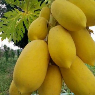 Hạt đu đủ vàng .giongcaynhap
