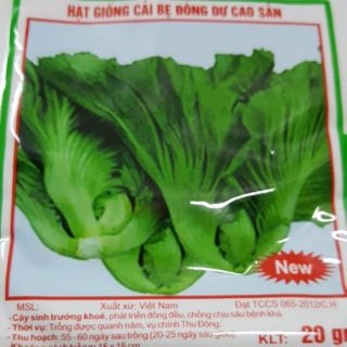 Hạt giống rau cải bẹ muối dưa