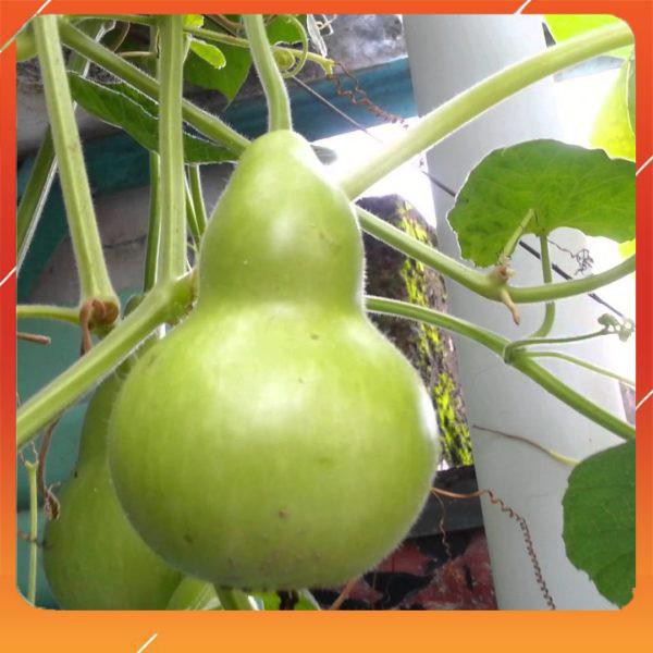2g Hạt Giống Bầu Hồ Lô (Lagenaria siceraria) NNF1