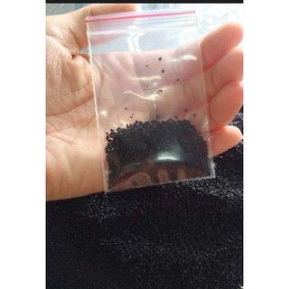 Hạt giống Cây Cỏ may mắn - Gói 100 Hạt - STHG2