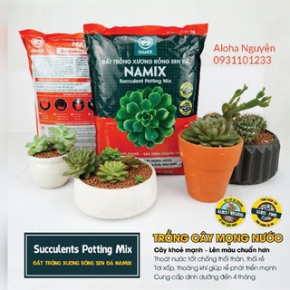 Đất trồng Xương rồng Sen đá Namix chuyên trồng cây: Xương rồng, sen đá, cây trường sinh, nha đam…