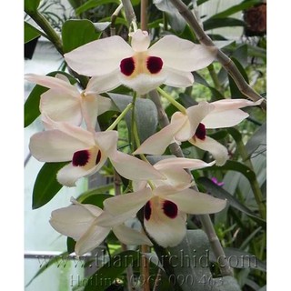 Hoàng Thảo Thái Bình