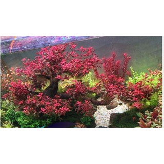 cây thủy sinh Tân đế15k/20 ngọn