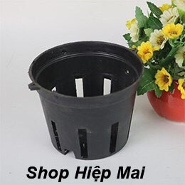 10 chậu đen trồng lan phi 21