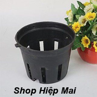 10 chậu đen trồng lan phi 21
