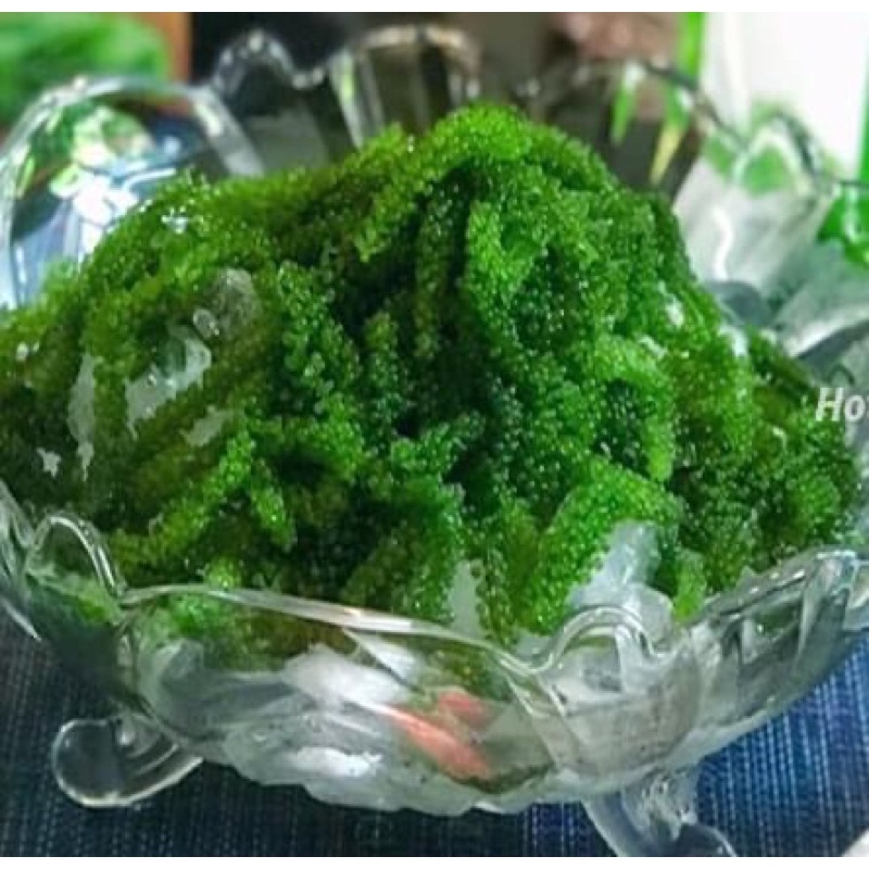 Rong nho biển hộp 200gram - Hộp 100gr ( 5 túi rong ) -Rong nho tách nước Green Food cao cấp