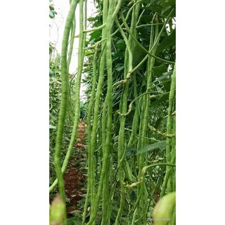 hạt giống đậu đũa xanh gói 15gr