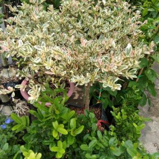 Cây Bàng Ruby Nhật