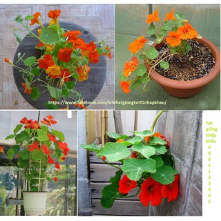💐🌺 HẠT GIỐNG HOA SEN CẠN MIX 🌺 💐