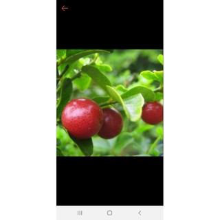 cây kim quýt  con