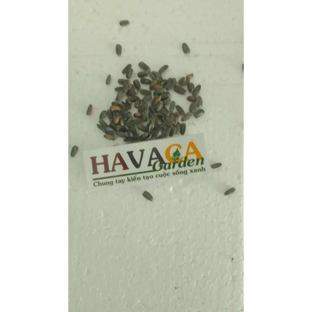 Túi 5-10-15-20 hạt giống hướng dương xù hoa to cực đẹp