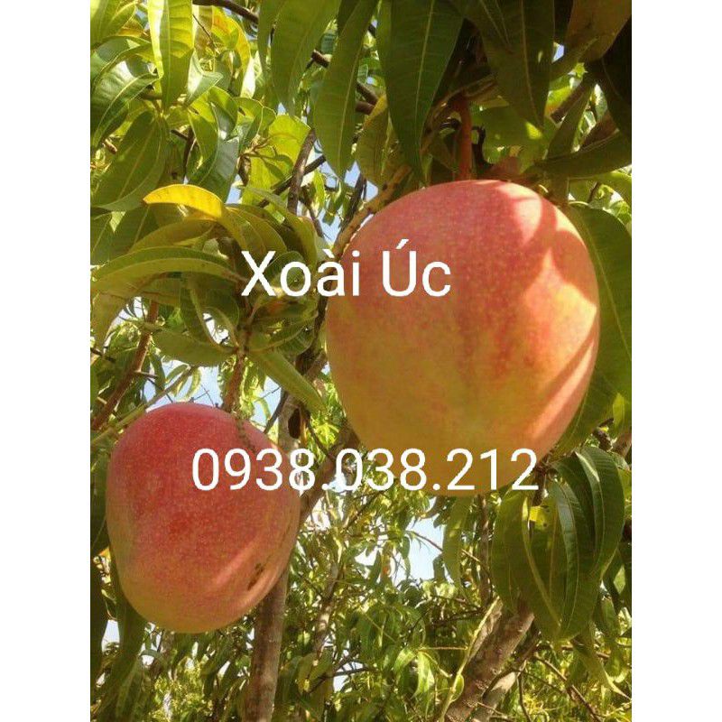 CÂY XOÀI ÚC