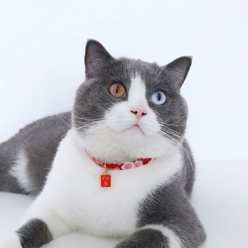 Vòng cổ chống trầy có thể điều chỉnh phong cách Trung Hoa mừng năm mới cho thú cưng