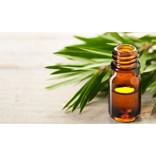 Tinh dầu tràm trà - Tea Tree