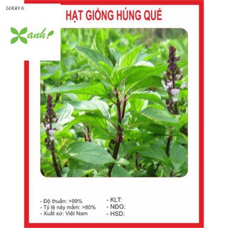 Hạt Giống Rau Húng Quế 2g