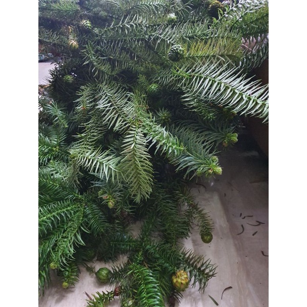 Bó cành Thông Tươi noel 2022