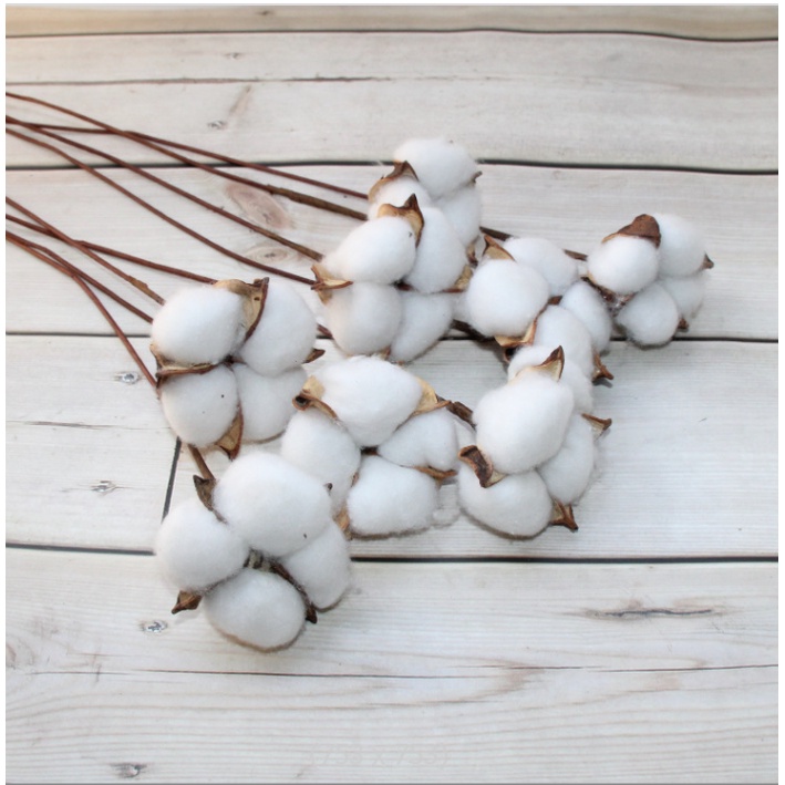 Hoa bông gòn cotton trang trí nhà cửa, chụp ảnh sản phẩm