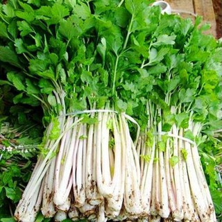 5 gram hạt giống cần tây trắng
