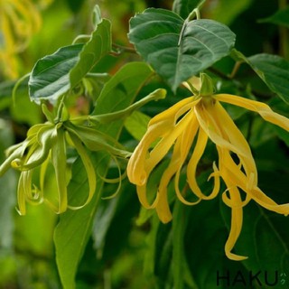 BẦU CÂY GIỐNG HOA DẺ THƠM (HOA DẺ RỪNG)
