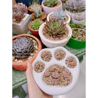 Chậu chân mèo trồng sen đá siêu xinh