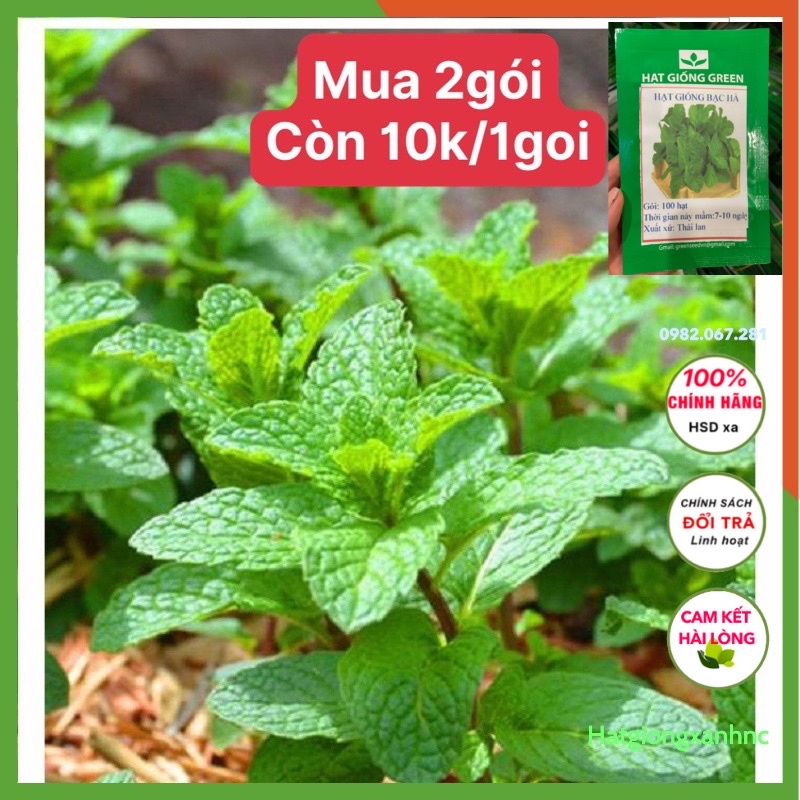 Hạt giống rau húng lủi bạc hà - rau củ quả trồng chậu, sân vườn ban công tỉ lệ nảy mầm cao 0.2gr  RD 931